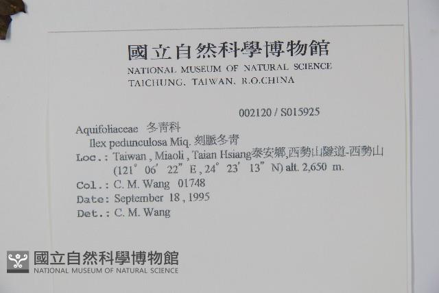 刻脈冬青藏品圖，第2張