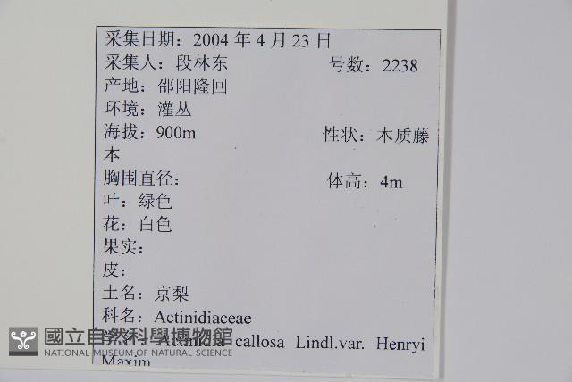 京梨獼猴桃藏品圖，第2張