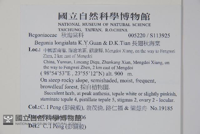 長翅秋海棠藏品圖，第2張