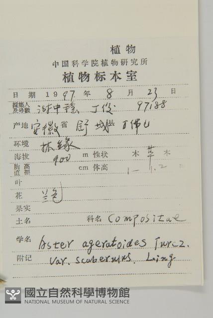 微糙三脈紫菀藏品圖，第2張