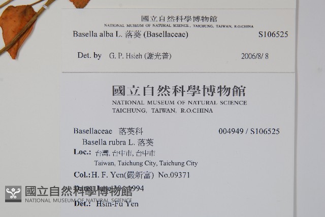 落葵藏品圖，第2張