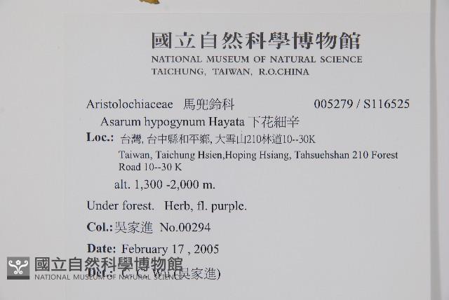 下花細辛藏品圖，第2張