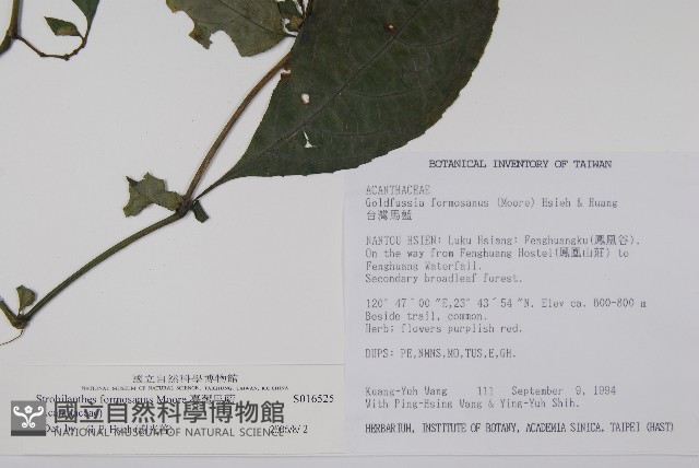 臺灣馬藍藏品圖，第2張
