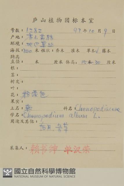 Pigweed,Lamb's quarters goosefoot Collection Image, Figure 2, Total 3 Figures