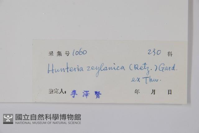 仔欖樹藏品圖，第2張