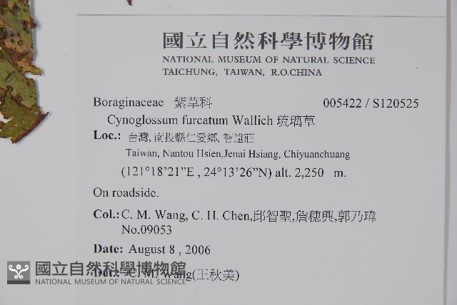 琉璃草藏品圖，第2張