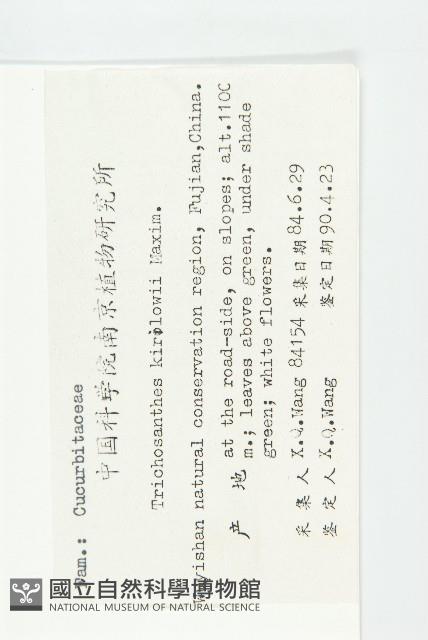 燈籠花藏品圖，第2張