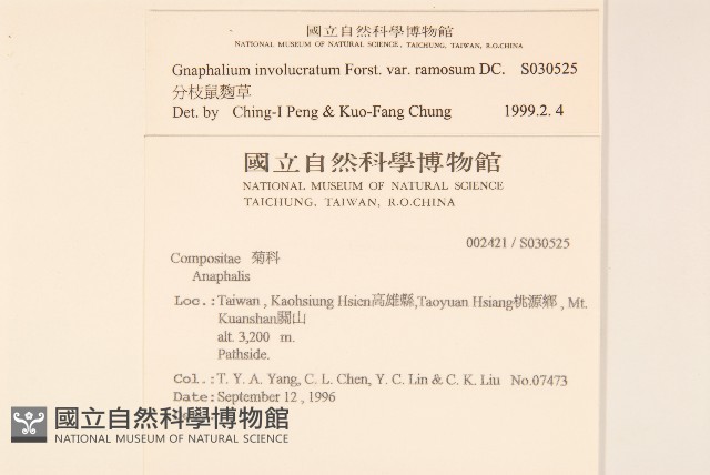 分枝鼠麴草藏品圖，第2張