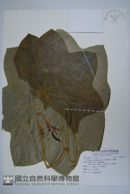 八角蓮藏品圖，第1張