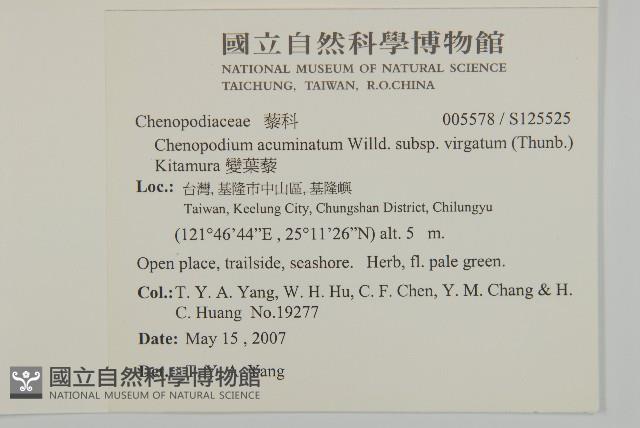 變葉藜藏品圖，第2張