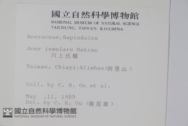 大屯尖葉槭, 川上氏槭藏品圖，第2張