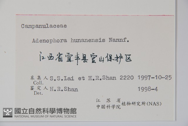 湖南沙參、寬裂沙參藏品圖，第2張
