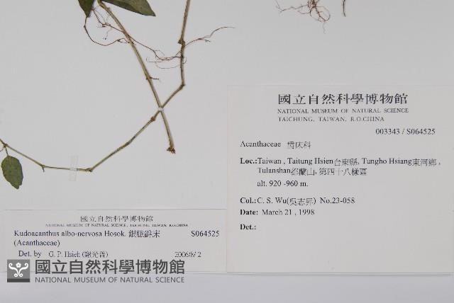 銀脈爵床藏品圖，第2張