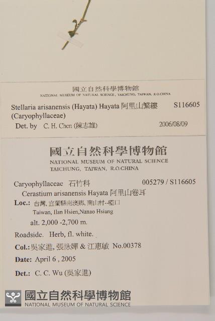 阿里山繁縷藏品圖，第2張