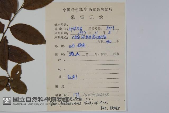 密毛假黃楊藏品圖，第2張