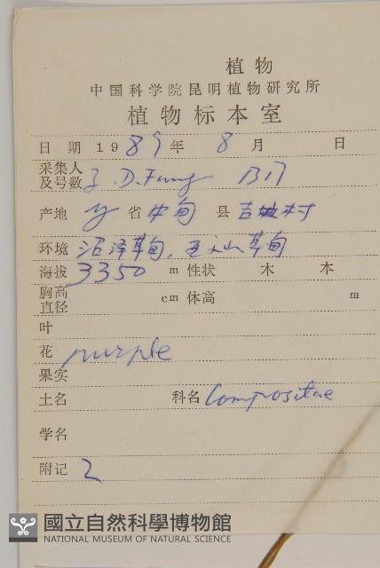 緣毛紫菀藏品圖，第2張