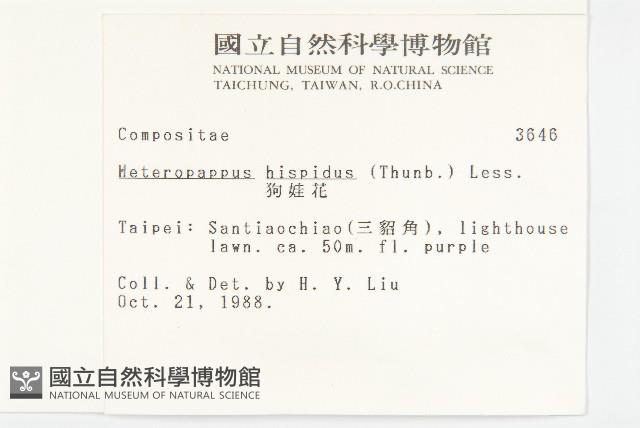 狗娃花藏品圖，第2張