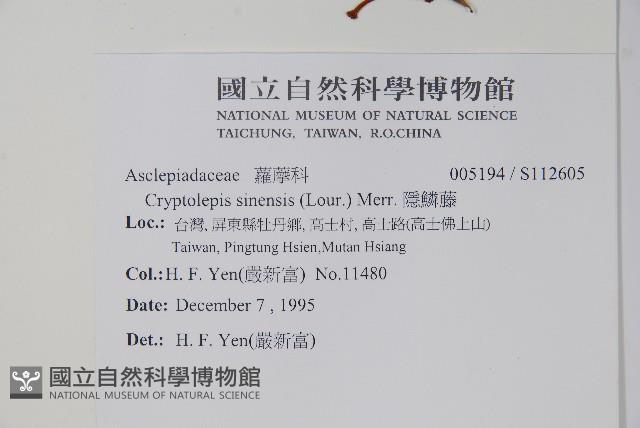 隱鱗藤藏品圖，第2張