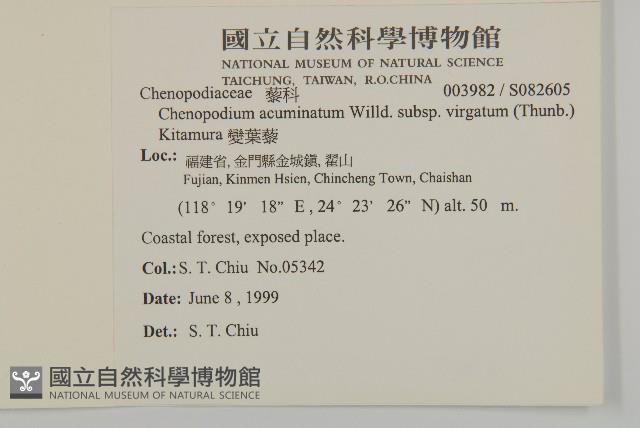 變葉藜藏品圖，第2張