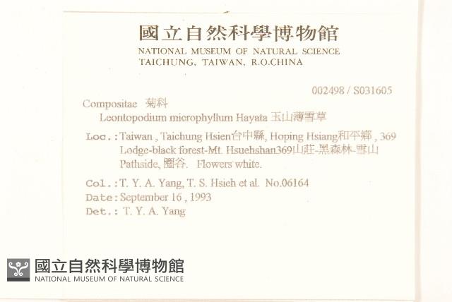 玉山薄雪草藏品圖，第2張