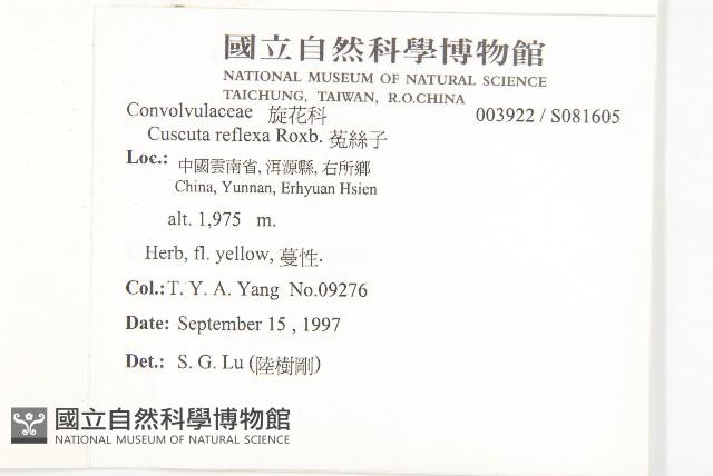 菟絲子藏品圖，第2張