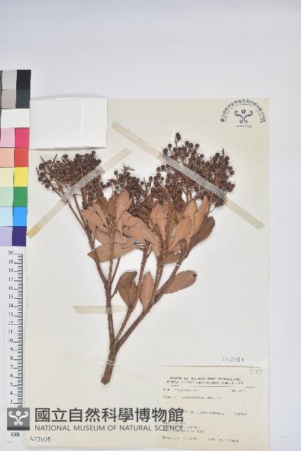 臺灣馬醉木藏品圖，第1張