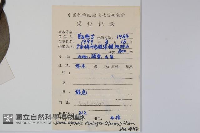 臺灣樹參藏品圖，第2張