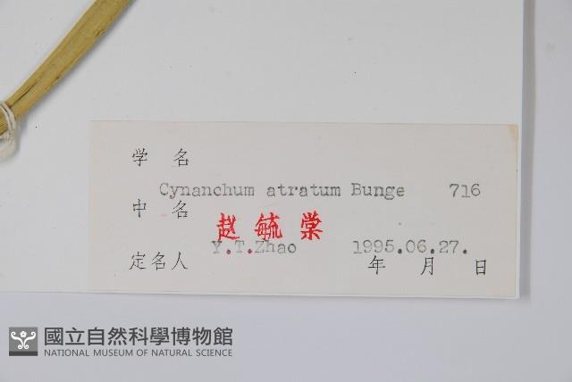 牛皮消、白薇藏品圖，第2張