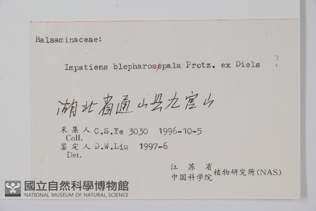 睫毛萼鳳仙花藏品圖，第2張