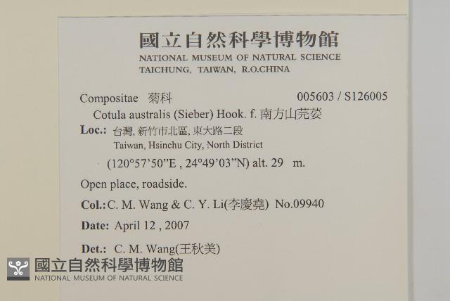 南方山芫荽藏品圖，第2張