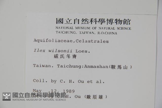 威氏冬青藏品圖，第2張