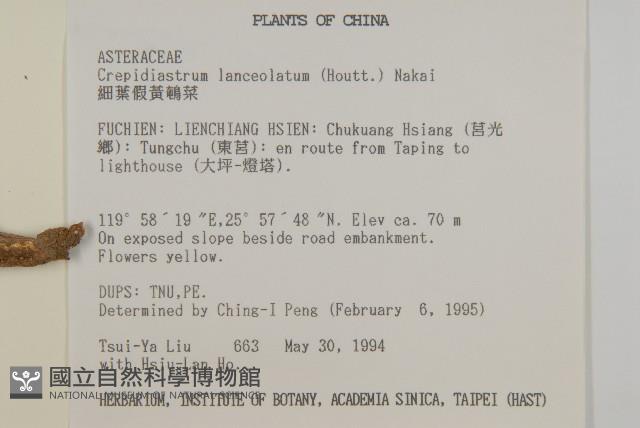 細葉假黃鵪菜藏品圖，第2張