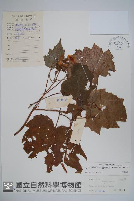 裂葉秋海棠藏品圖，第1張