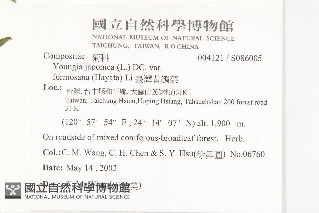 臺灣黃鵪菜藏品圖，第2張