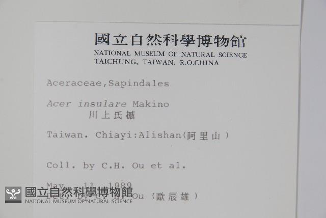 大屯尖葉槭, 川上氏槭藏品圖，第2張