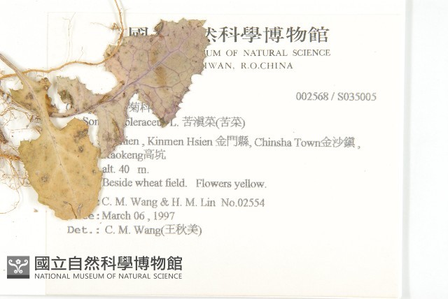 苦滇菜、苦菜藏品圖，第2張
