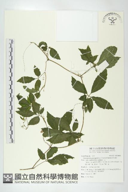 絞股藍藏品圖，第1張