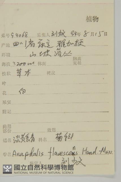 淡黃香青藏品圖，第2張