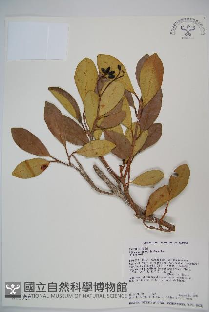 珊瑚樹藏品圖，第1張