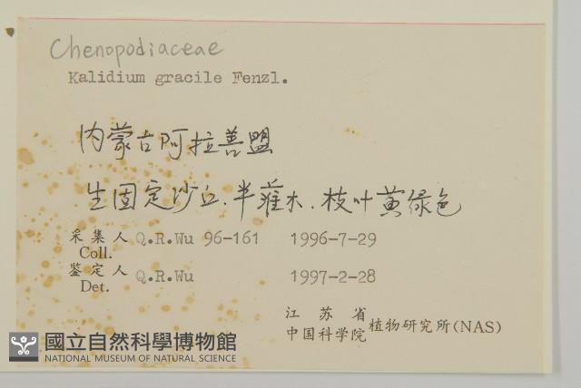 細枝鹽爪爪藏品圖，第2張