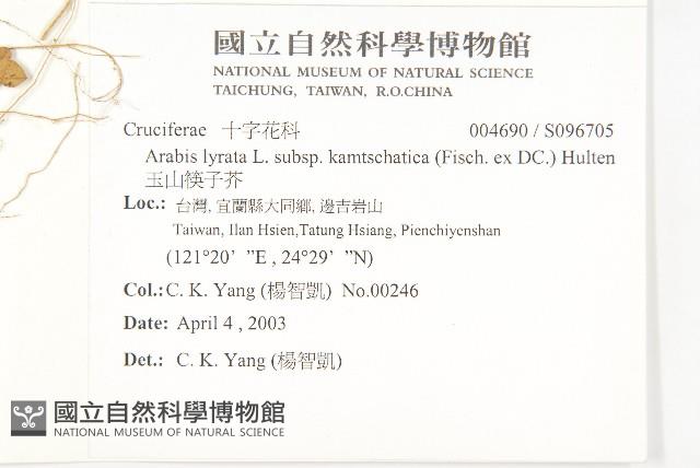 玉山筷子芥藏品圖，第2張