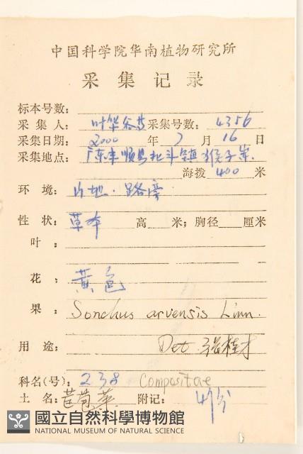 苦苣菜藏品圖，第2張