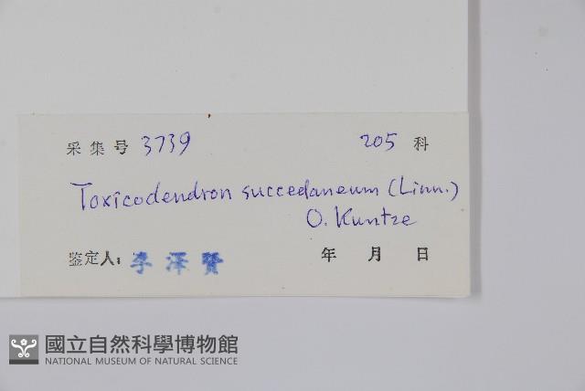 野漆、木臘樹藏品圖，第2張