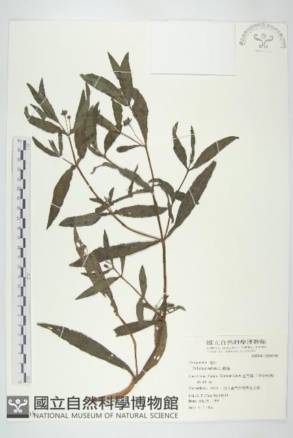 鱧腸藏品圖，第1張