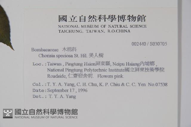 美人樹藏品圖，第2張