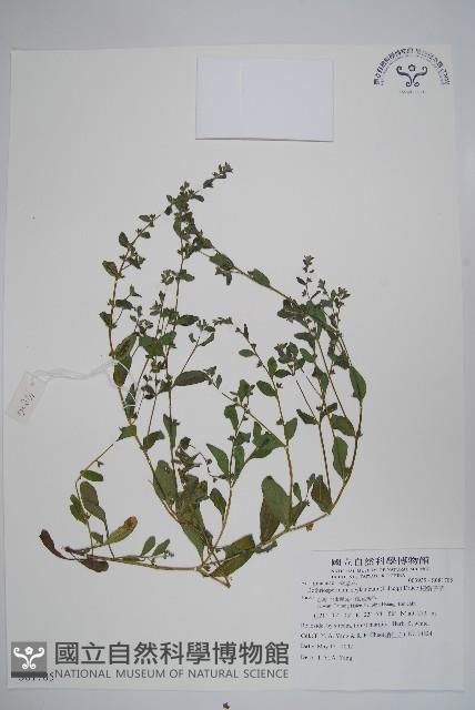 細纍子草藏品圖，第1張