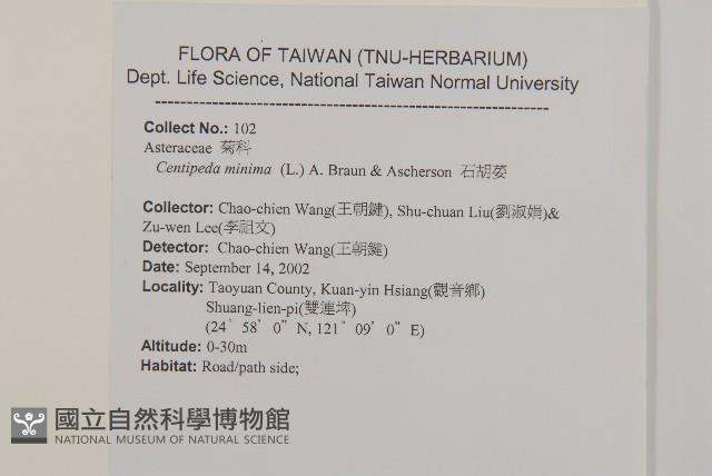 石胡荽、吐金草藏品圖，第2張