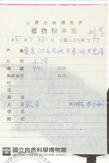 Date Plum Collection Image, Figure 2, Total 3 Figures