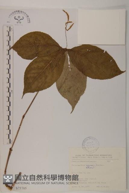 臺灣及己藏品圖，第1張