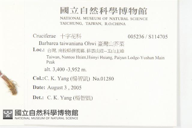 臺灣山芥菜藏品圖，第2張